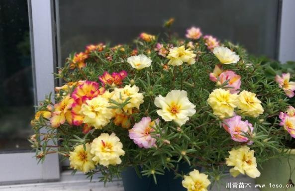 花卉綠植，要學會扦插，這4種花卉晚秋、冬初可照樣育苗
