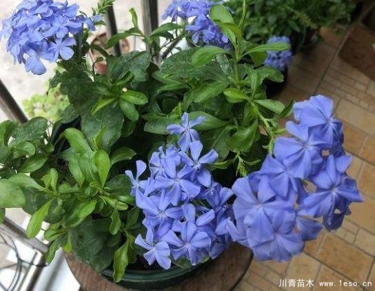 花卉綠植，要學會扦插，這4種花卉晚秋、冬初可照樣育苗