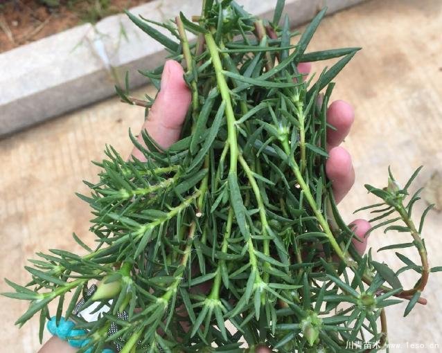 花卉綠植，要學會扦插，這4種花卉晚秋、冬初可照樣育苗
