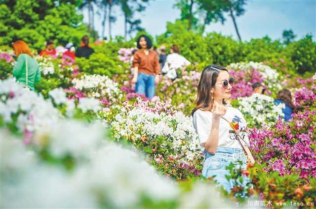 重慶南岸打造“花木經濟”品牌，鄉村振興幸福路