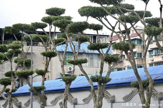 溫江路邊長出“盆景”！區城市園林綠化苗木：兼顧安全與采光