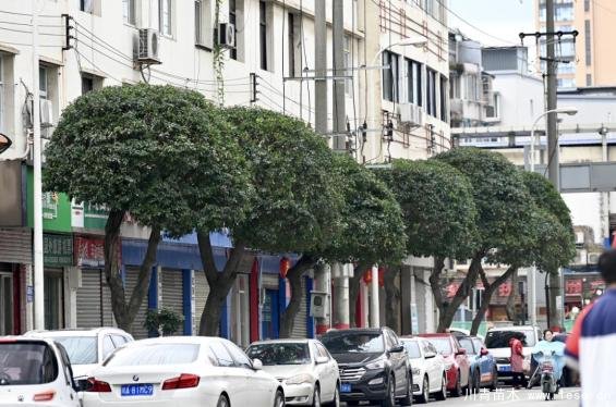 溫江路邊長出“盆景”！區城市園林綠化苗木：兼顧安全與采光