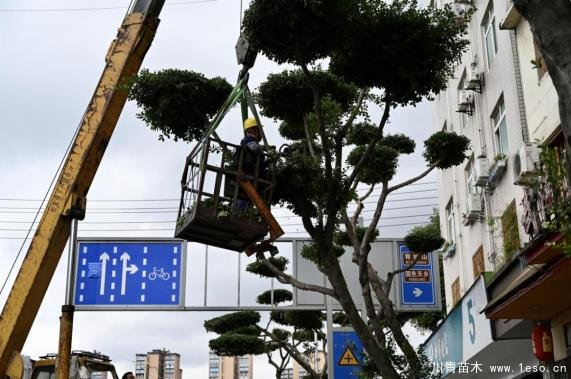 溫江路邊長出“盆景”！區城市園林綠化苗木：兼顧安全與采光
