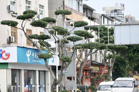 溫江路邊長出“盆景”！區城市園林綠化苗木：兼顧安全與采光