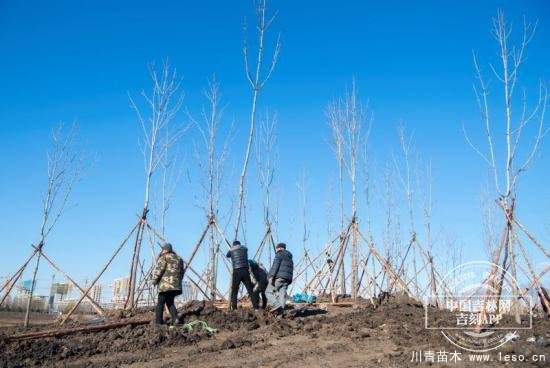 長春今年冬季補植！將在12條街路栽植喬灌木15000余株