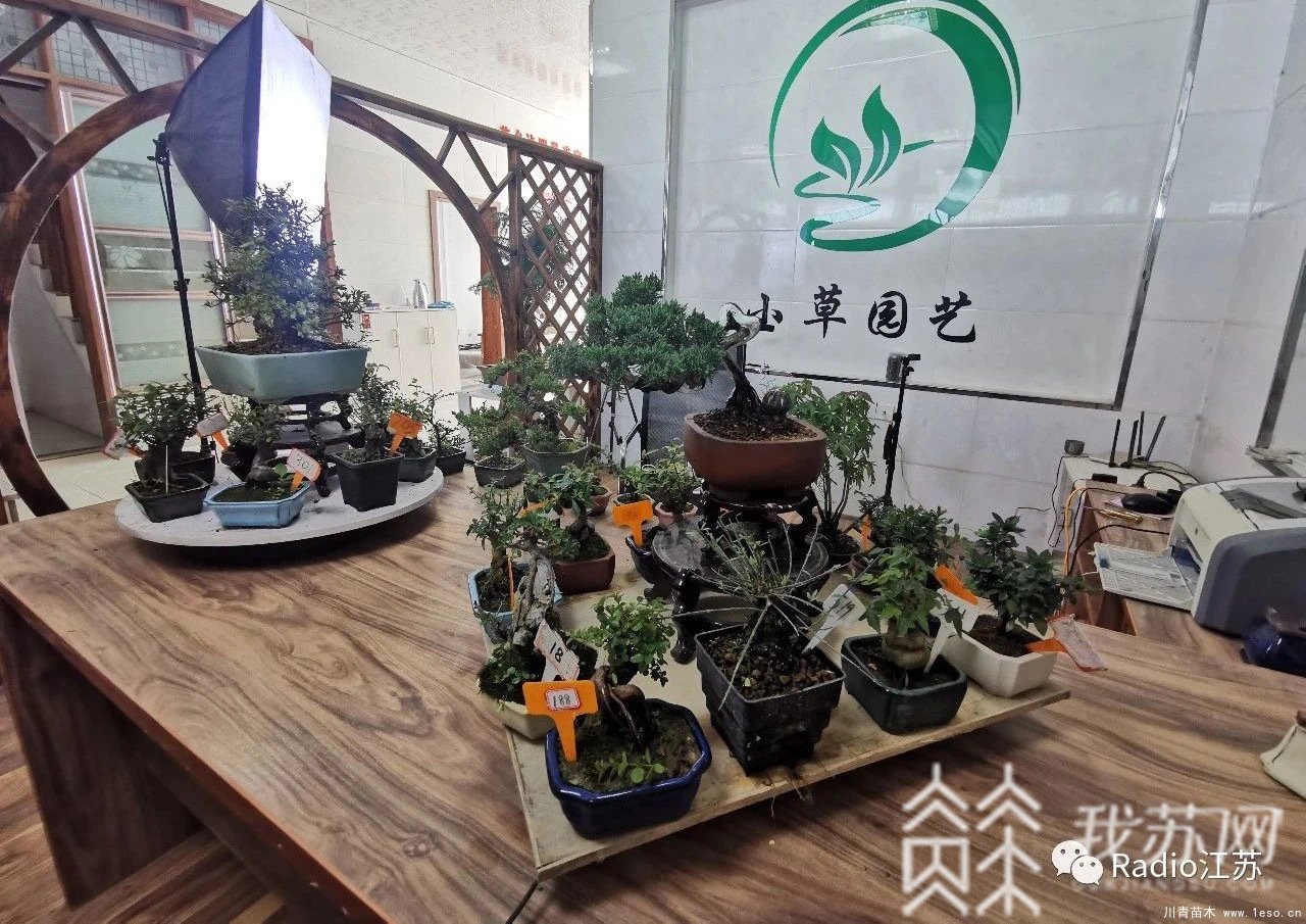 苗木盆景淘寶第一村【盆景園藝網紅直播基地】