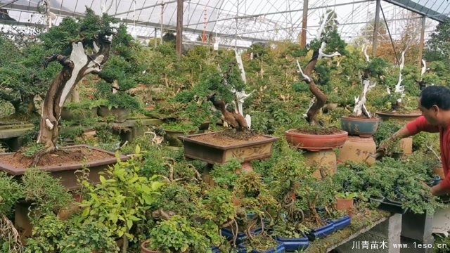 苗木盆景淘寶第一村【盆景園藝網紅直播基地】