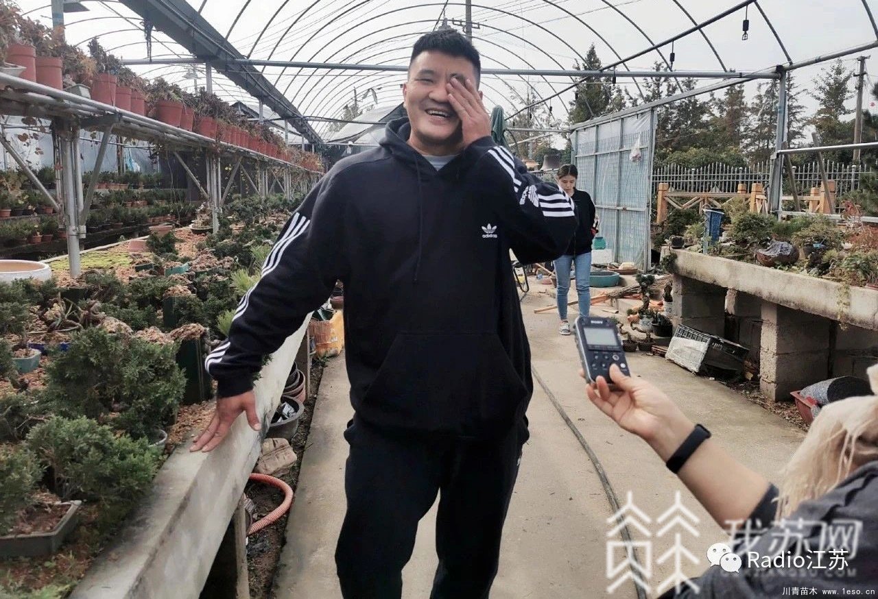 苗木盆景淘寶第一村【盆景園藝網紅直播基地】
