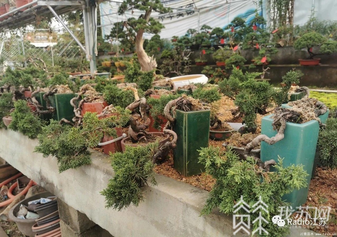 苗木盆景淘寶第一村【盆景園藝網紅直播基地】