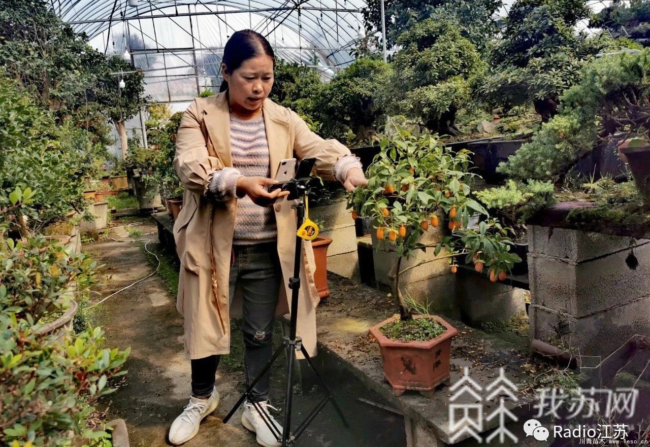 苗木盆景淘寶第一村【盆景園藝網紅直播基地】