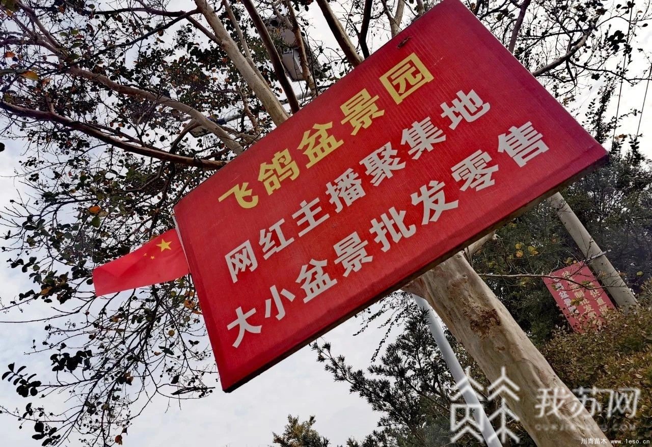 苗木盆景淘寶第一村【盆景園藝網紅直播基地】