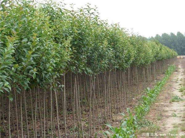 農民大量種植女貞樹，曾經3畝賣10萬元，如今無人問津，砍掉當柴火