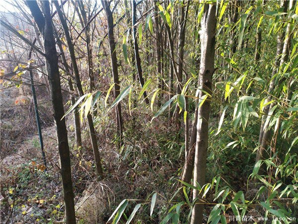 農民大量種植女貞樹，曾經3畝賣10萬元，如今無人問津，砍掉當柴火
