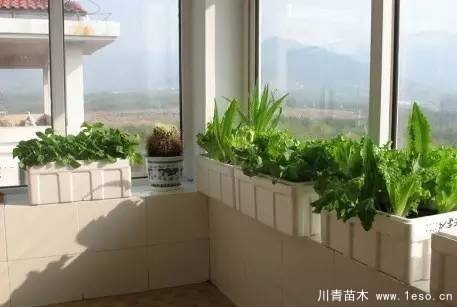 教你治陽臺(tái)花園飛蟲這十招就可以搞定咯！