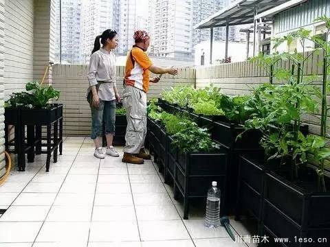 教你治陽臺(tái)花園飛蟲這十招就可以搞定咯！