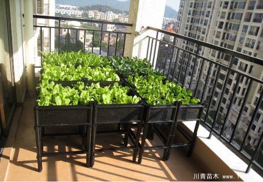 教你治陽臺(tái)花園飛蟲這十招就可以搞定咯！