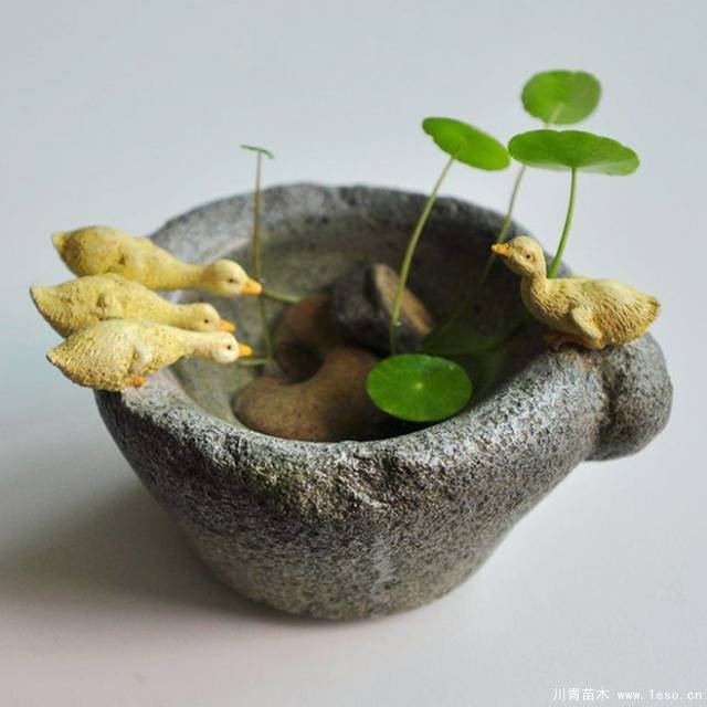 水培植物美與懶