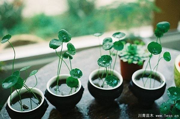水培植物美與懶