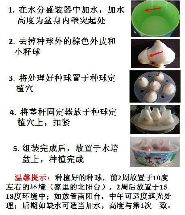 郁金香室內水培技術「詳細教程」