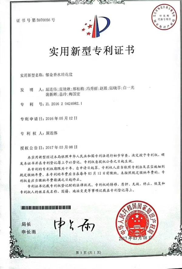郁金香室內水培技術「詳細教程」
