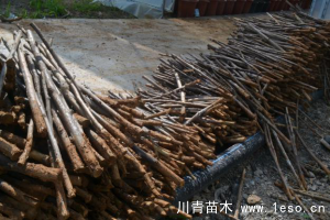 「三角梅」種植養護管理要點-扦插篇