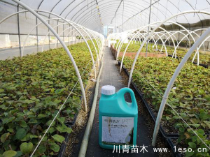 「三角梅」種植養護管理要點-扦插篇