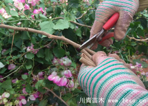 「三角梅」種植養護管理要點-扦插篇