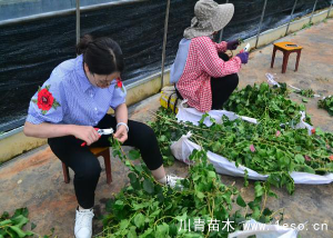 「三角梅」種植養護管理要點-扦插篇