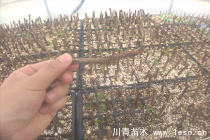 「三角梅」種植養護管理要點-扦插篇