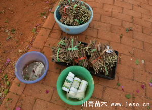 「三角梅」種植養護管理要點-扦插篇