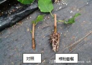 「三角梅」種植養護管理要點-扦插篇