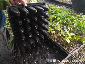 「三角梅」種植養護管理要點-扦插篇