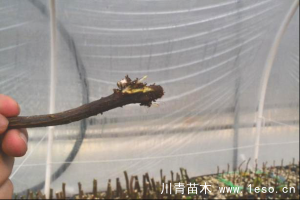 「三角梅」種植養護管理要點-扦插篇