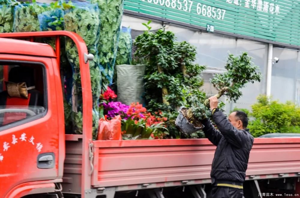 第十八屆中國金華花卉苗木交易會(huì)三大亮點(diǎn)，帶你上“云”