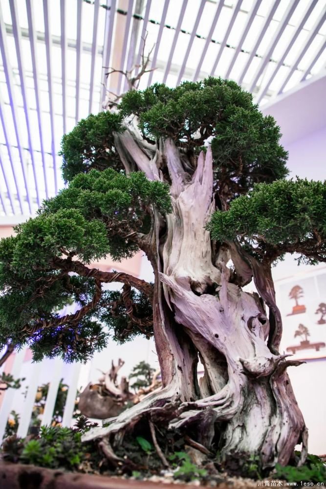 第十八屆中國金華花卉苗木交易會(huì)三大亮點(diǎn)，帶你上“云”