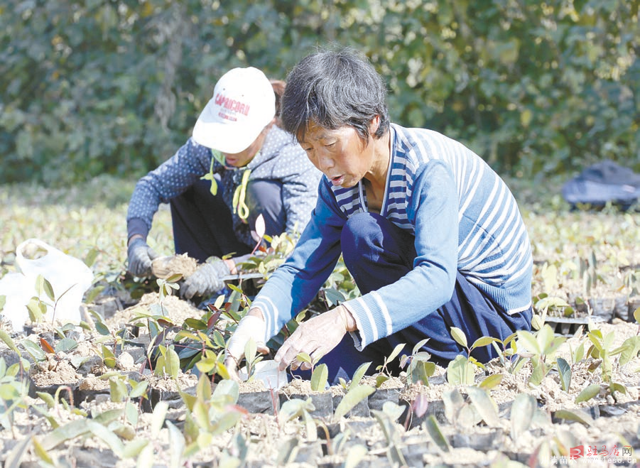 驛城區種植苗木 苗木基地綠色發展