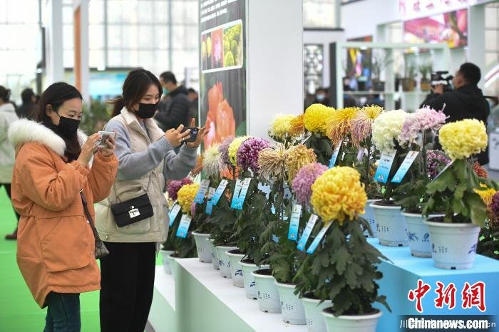 2020合肥苗木花卉交易大會(huì)開幕，市民近距離賞繁花