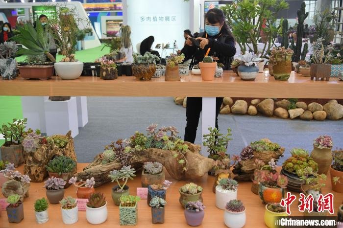 2020合肥苗木花卉交易大會(huì)開幕，市民近距離賞繁花
