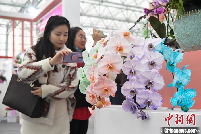 2020合肥苗木花卉交易大會(huì)開幕，市民近距離賞繁花