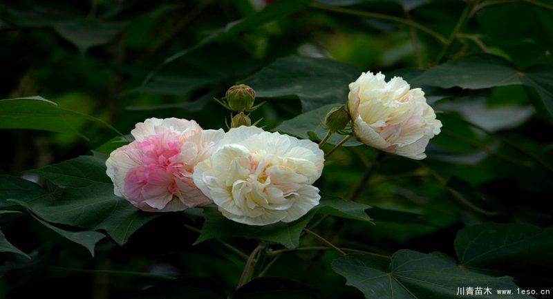 四川成都市植物園芙蓉花卉首次入選，國家級花卉種質資源庫