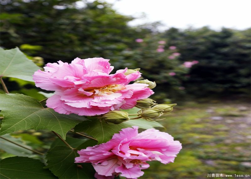 四川成都市植物園芙蓉花卉首次入選，國家級花卉種質資源庫