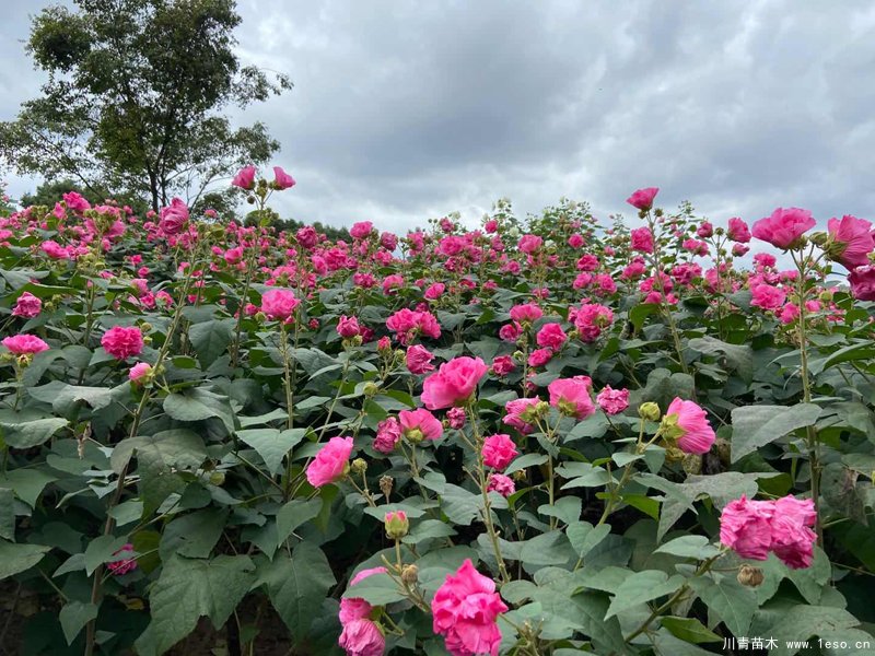 四川成都市植物園芙蓉花卉首次入選，國家級花卉種質資源庫
