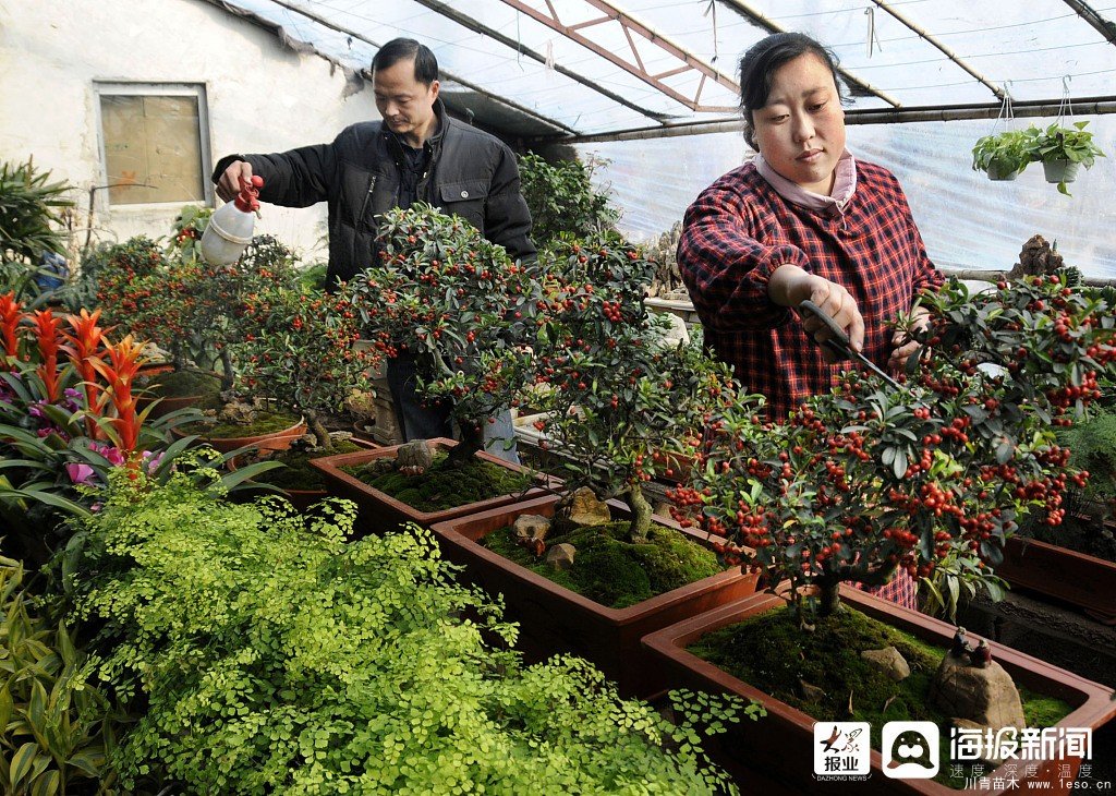 棗莊市花卉培育產業助村民多渠道“花樣”增收致富