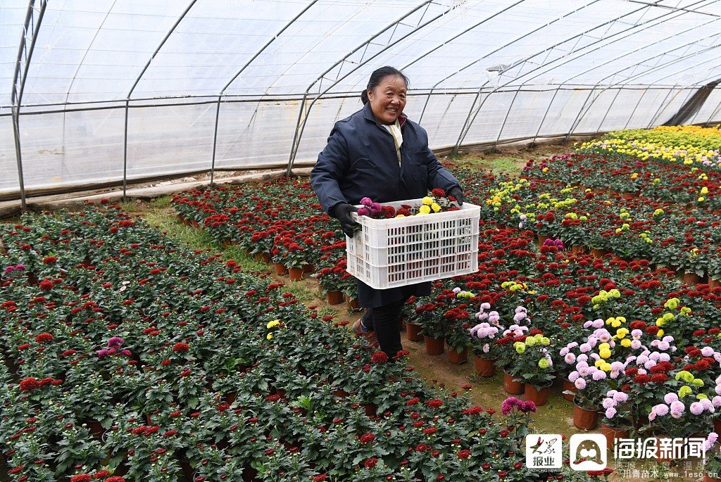 棗莊市花卉培育產業助村民多渠道“花樣”增收致富