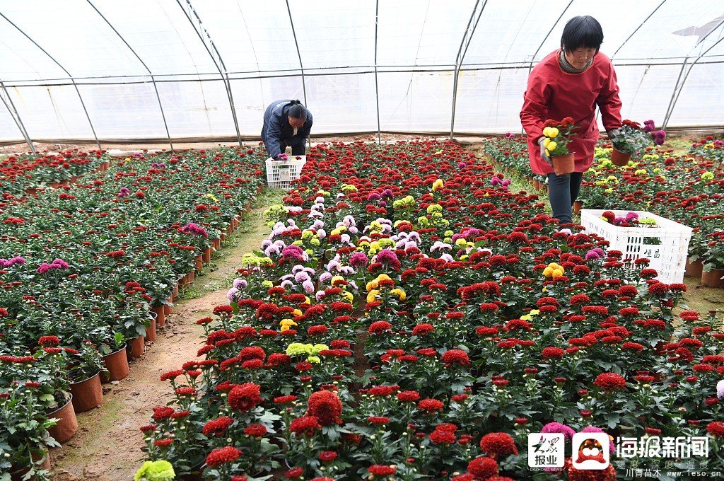 棗莊市花卉培育產業助村民多渠道“花樣”增收致富