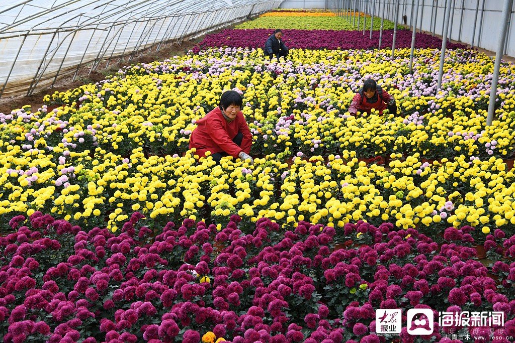 棗莊市花卉培育產業助村民多渠道“花樣”增收致富