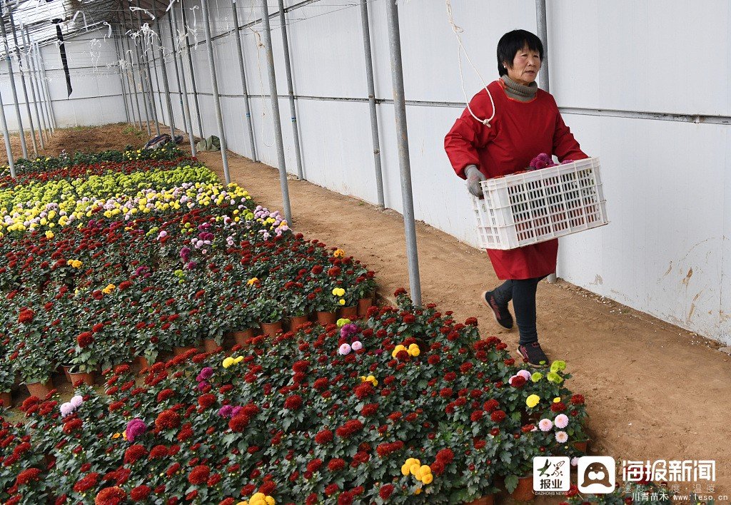 棗莊市花卉培育產業助村民多渠道“花樣”增收致富