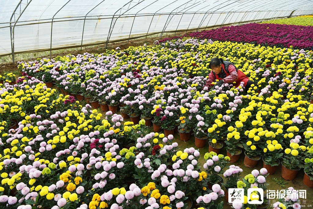 棗莊市花卉培育產業助村民多渠道“花樣”增收致富