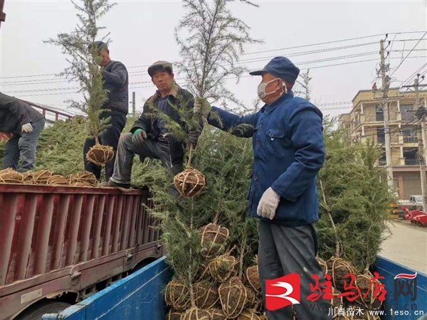 汝南縣常興鎮的花木產業帶出千余“三金農民”