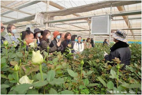 云南花卉世界合作之窗 打造特色花卉苗木產業集群